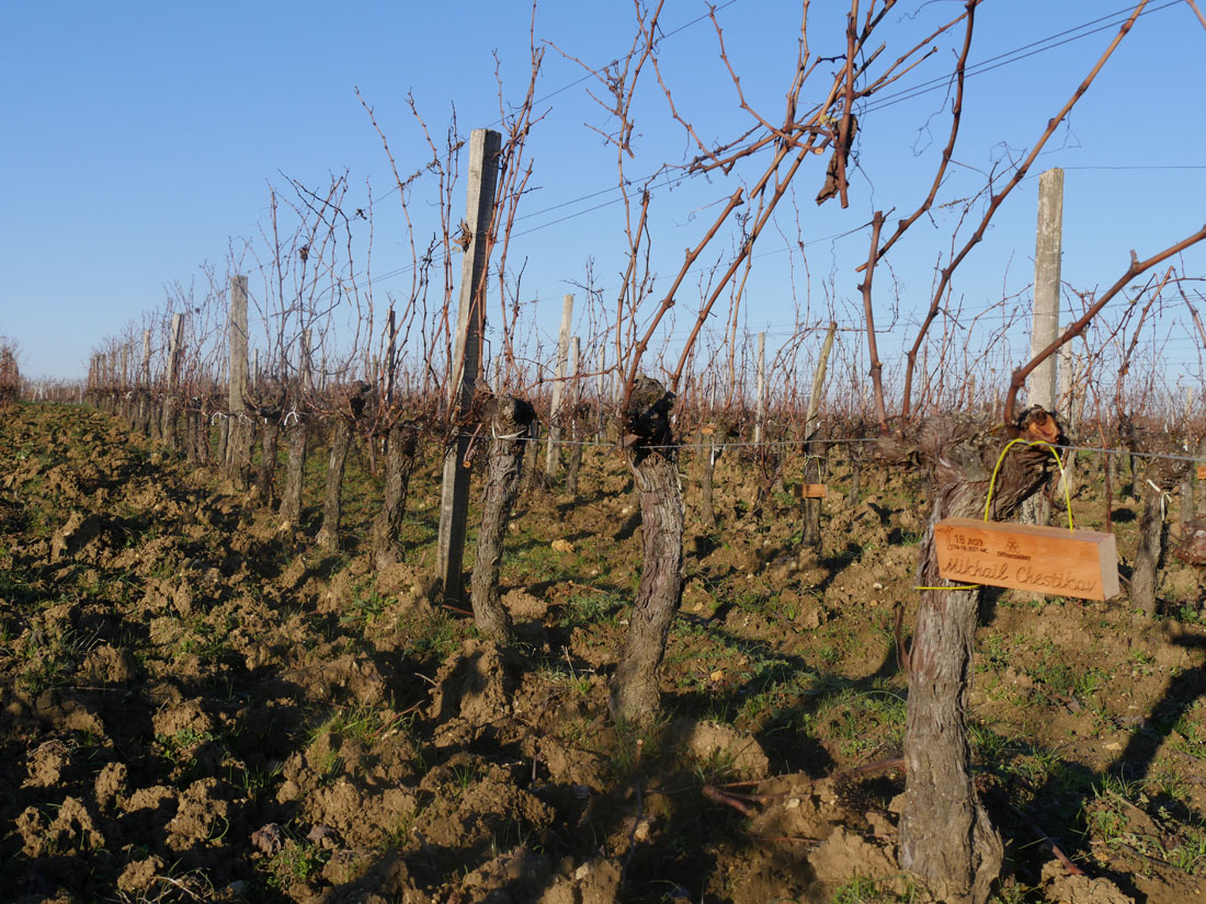 Виноградник на урожай